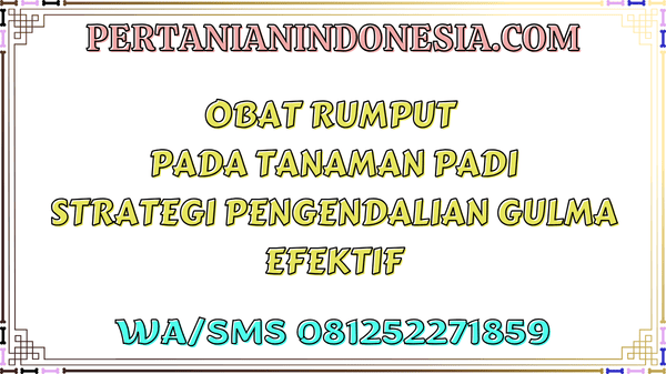 Obat Rumput Pada Tanaman Padi Strategi Pengendalian Gulma Efektif